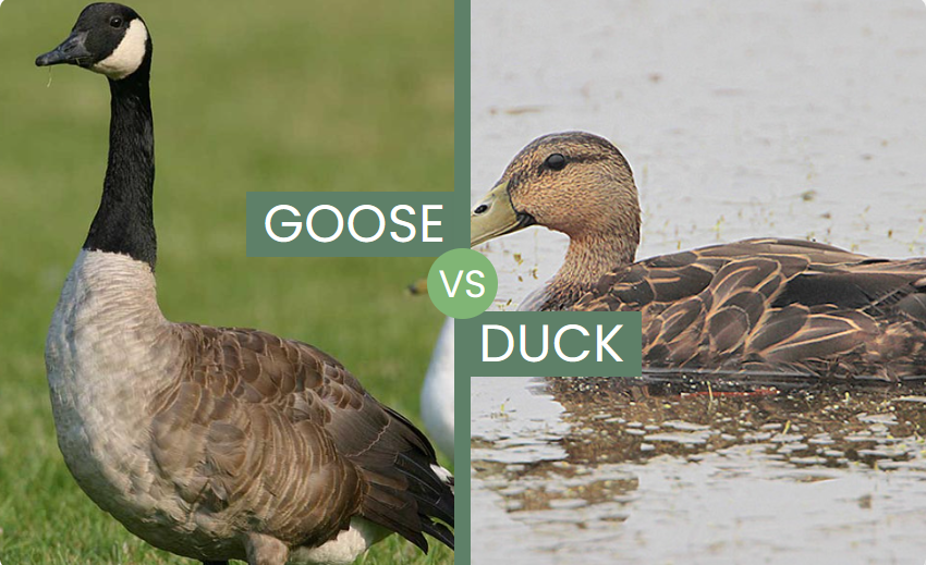 Which is better duck down or goose down?